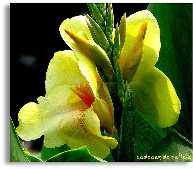Canna Generalis